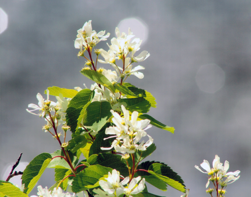 flowers macro photograph Chattanooga photo restoration